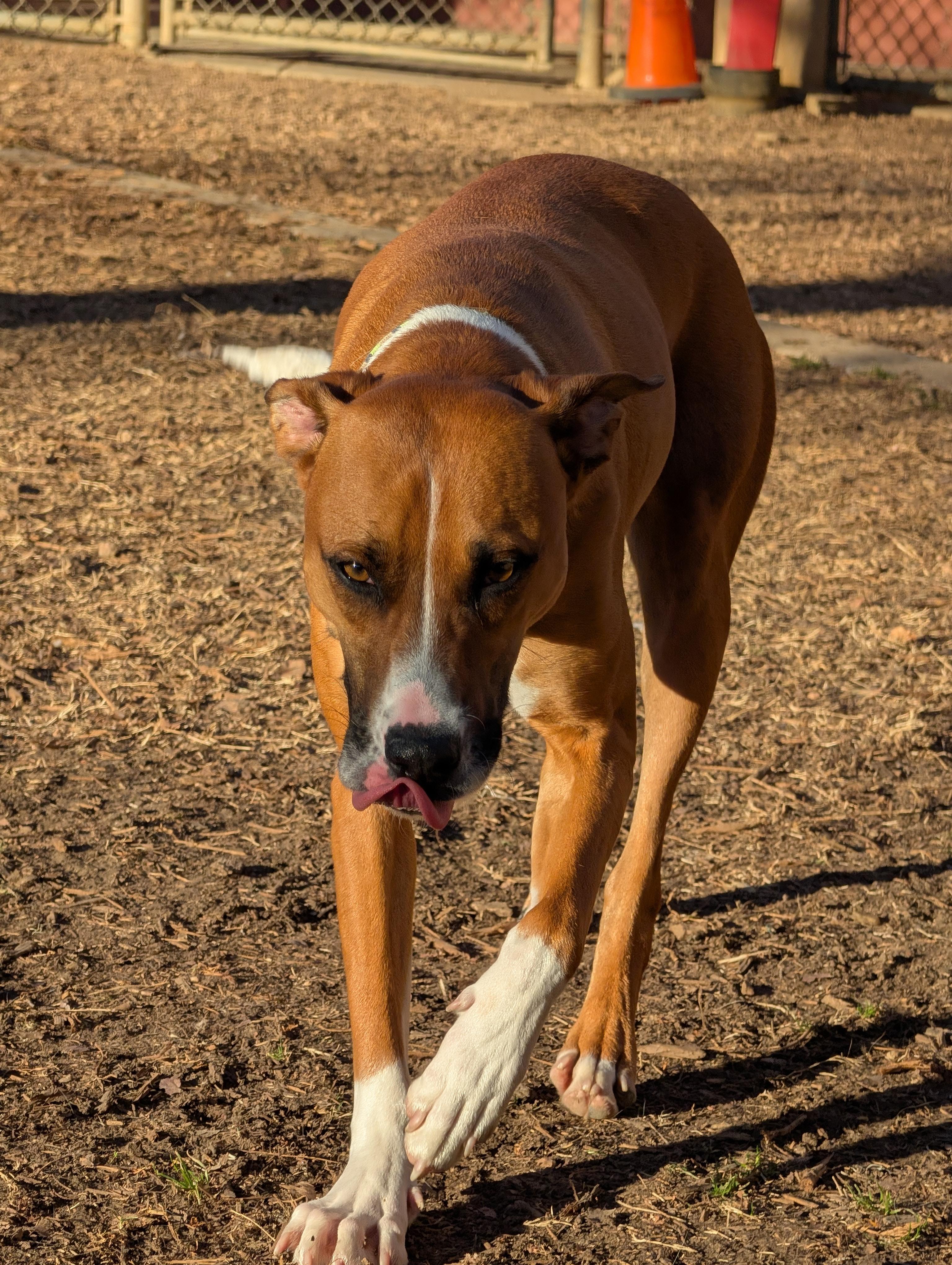 Enlarge Joey A200842, an adopted mixed breed in Plano, TX image 3/6