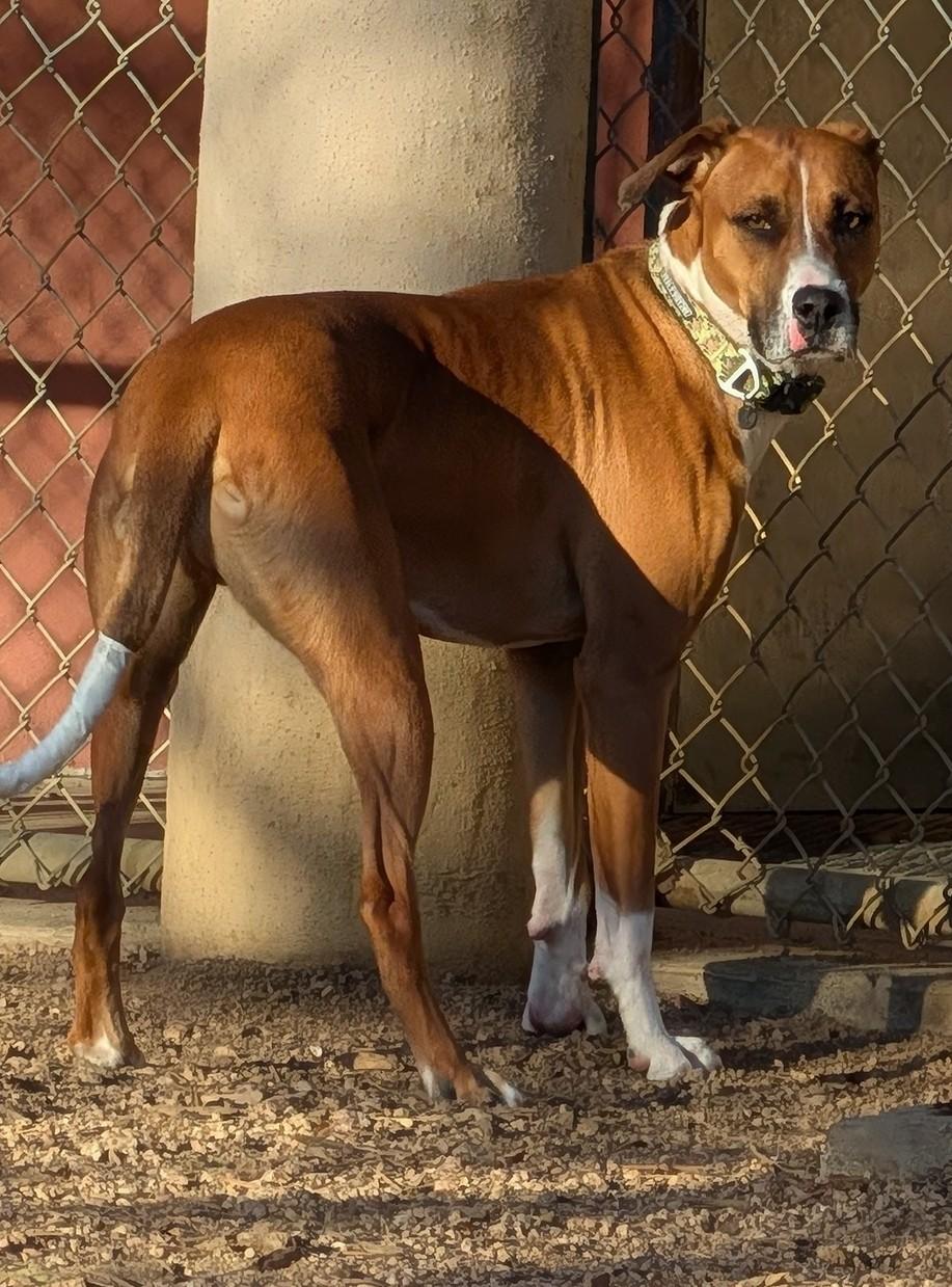 Enlarge Joey A200842, an adopted mixed breed in Plano, TX image 2/6