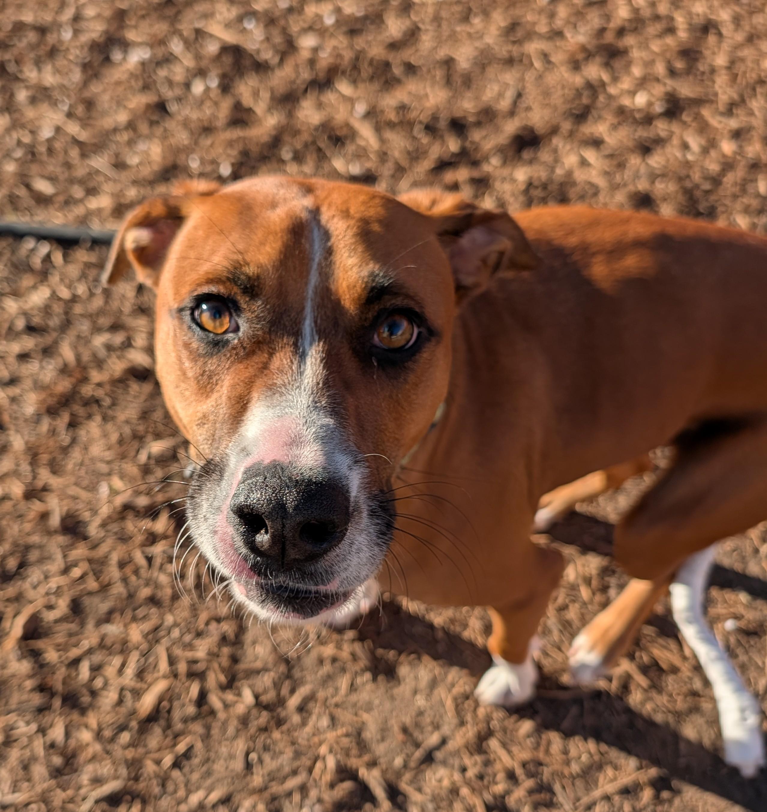 Enlarge Joey A200842, an adopted mixed breed in Plano, TX image 6/6