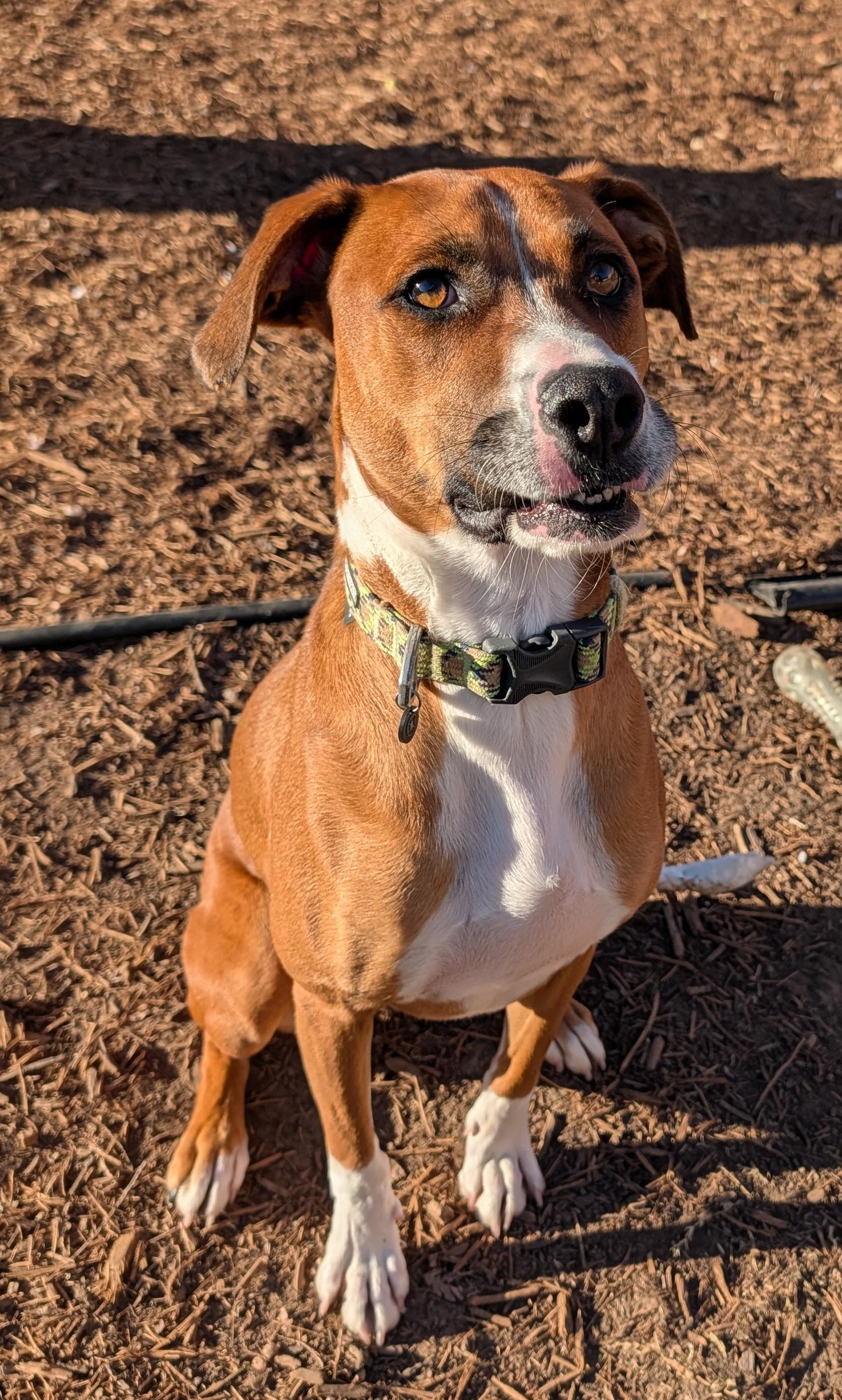 Enlarge Joey A200842, an adopted mixed breed in Plano, TX image 1/6