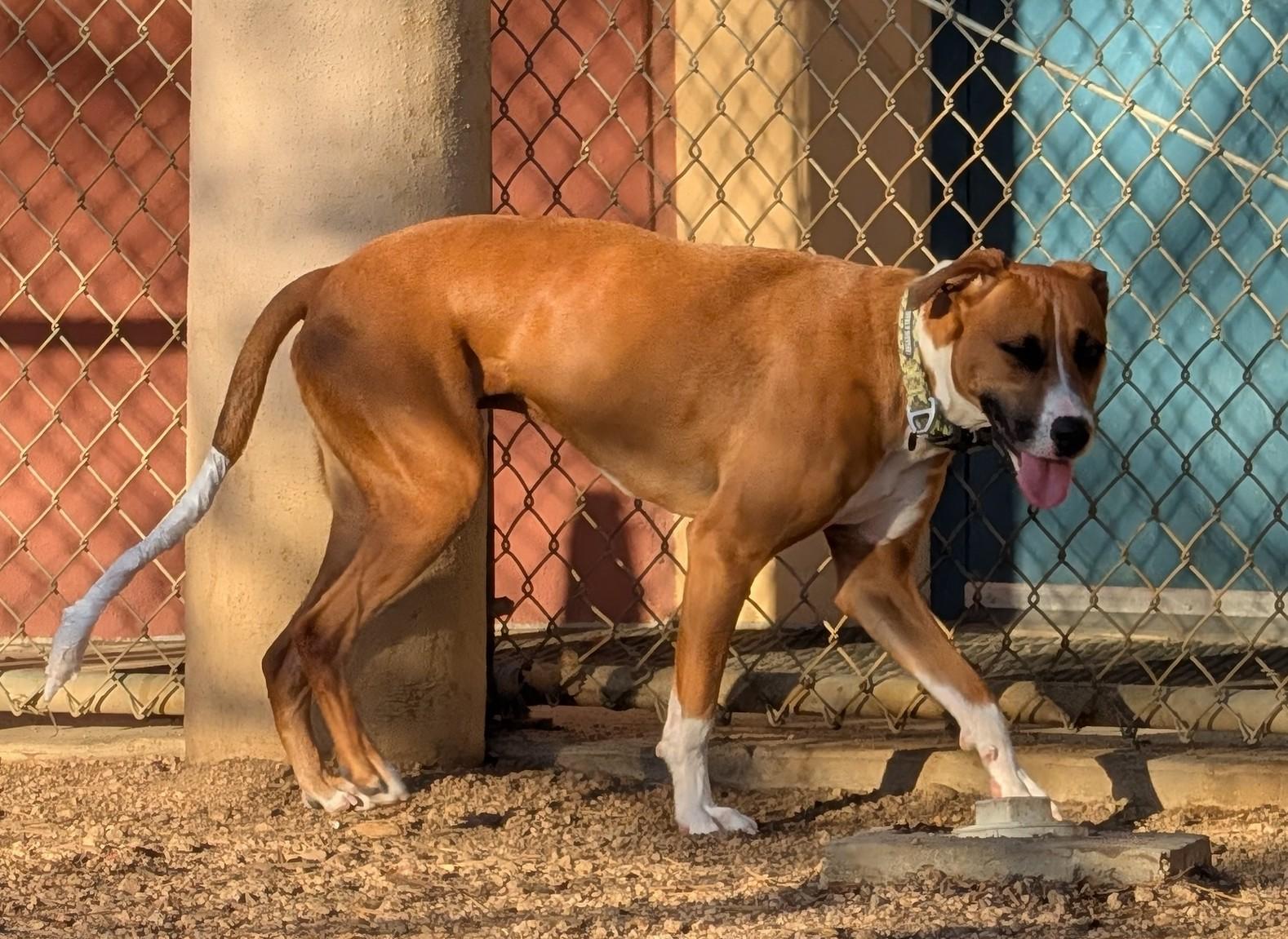 Enlarge Joey A200842, an adopted mixed breed in Plano, TX image 4/6