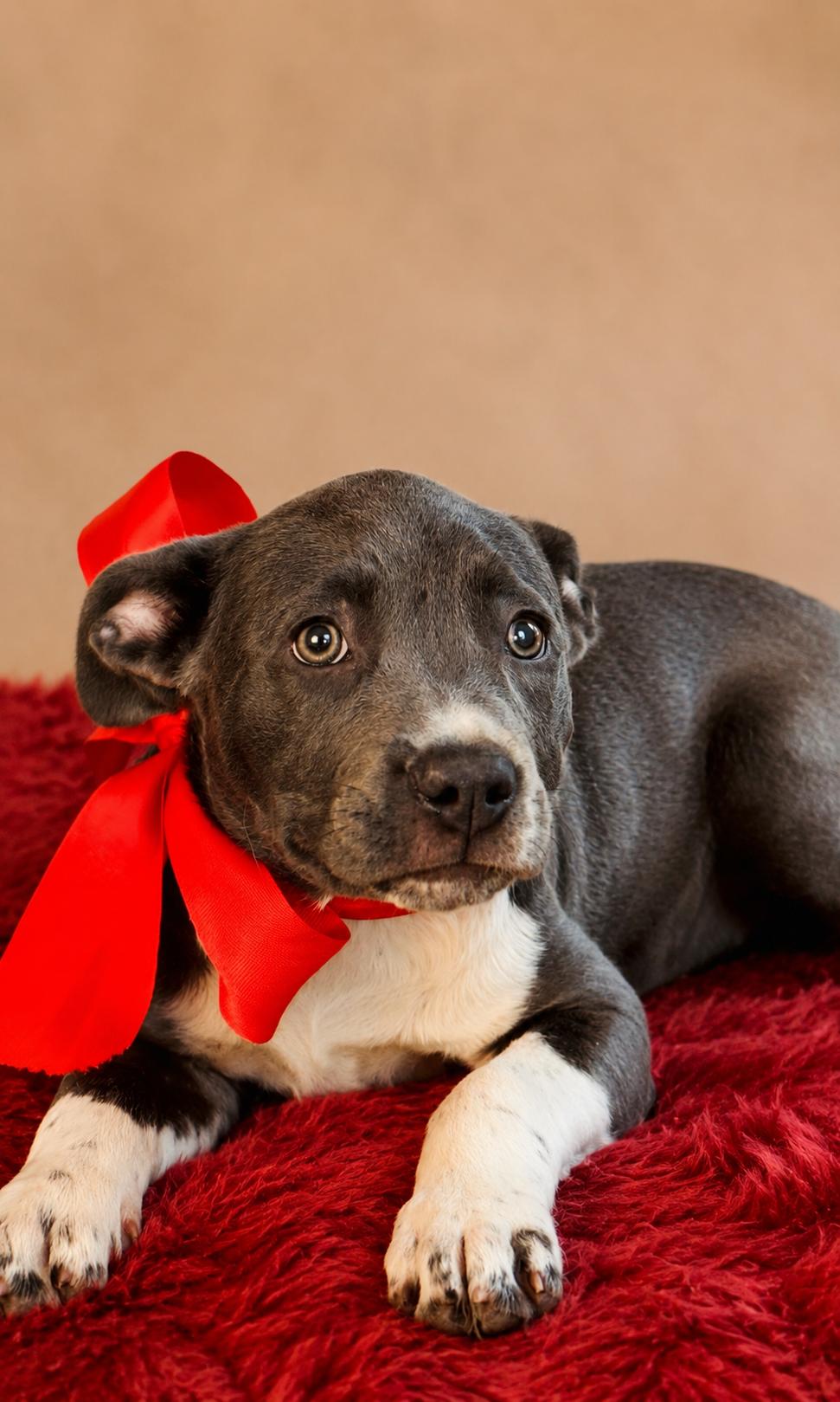 Sky, a ADOPTABLE mixed breed in Jacksonville, FL image 1/3