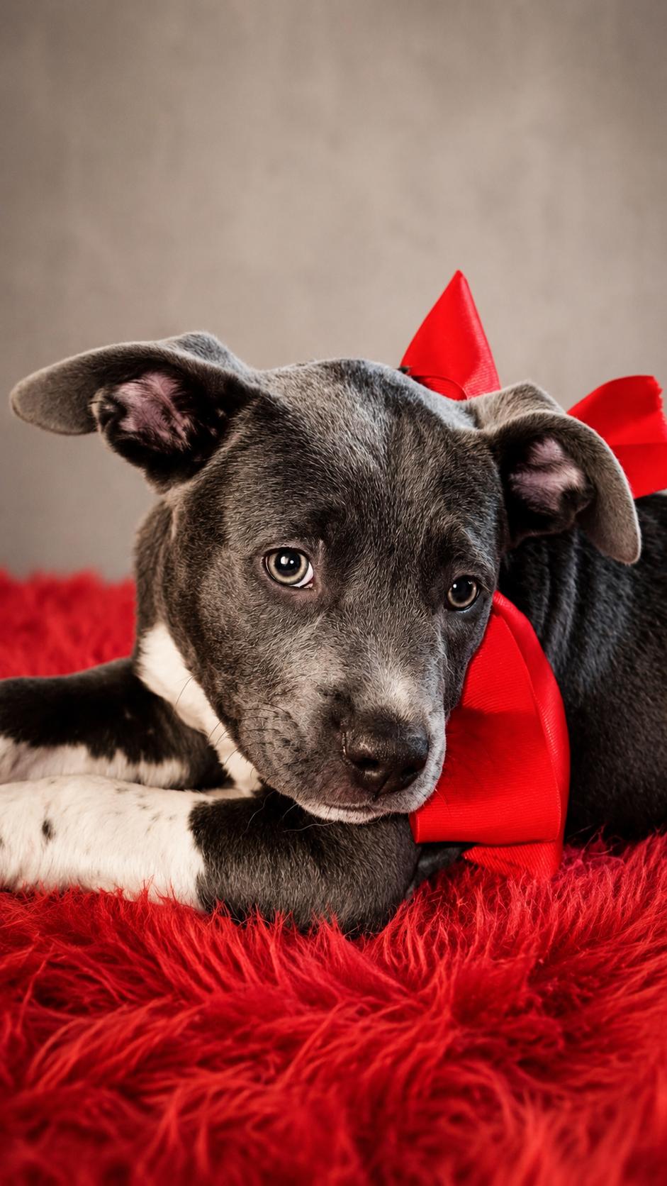 Sky, a ADOPTABLE mixed breed in Jacksonville, FL image 2/3