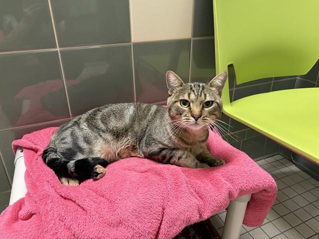 Enlarge KING, a Adoptable Domestic Short Hair in Denver, CO image 1/1