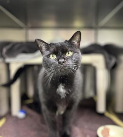 Enlarge Olivia, a Adoptable mixed breed in Montreal, QC image 1/1