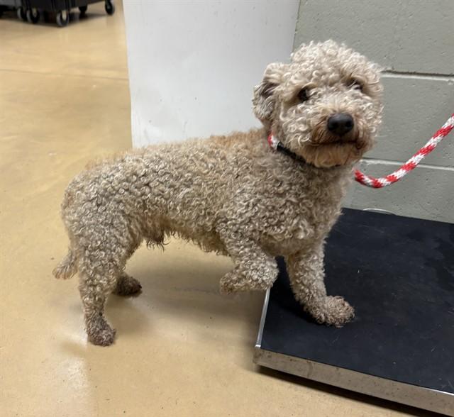 LIONEL, Adoptable, Adult Male Poodle & Mixed Breed.