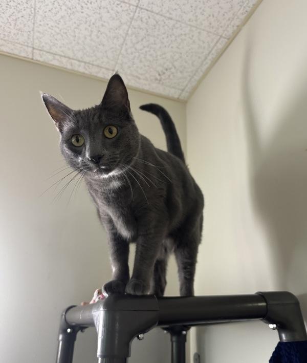 Enlarge Gatsby, a Adoptable mixed breed in Santa Rosa, CA image 1/3