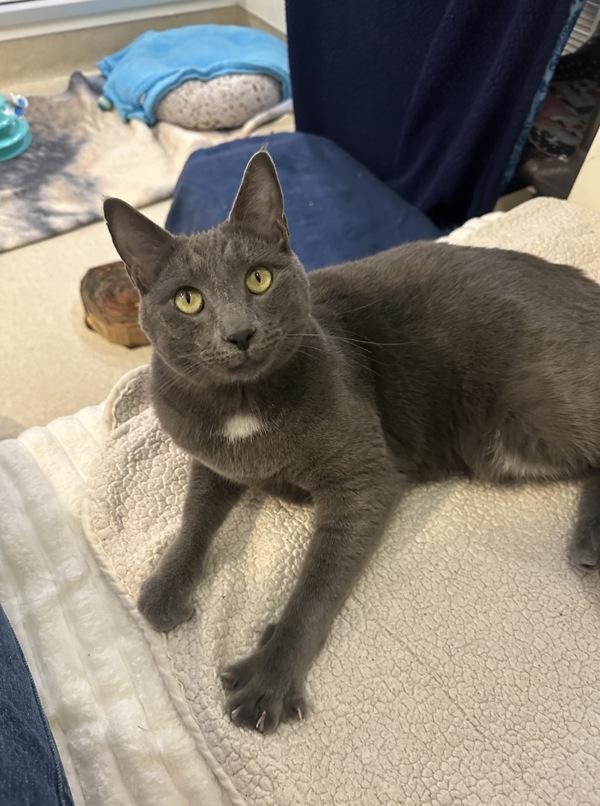 Enlarge Gatsby, a Adoptable mixed breed in Santa Rosa, CA image 3/3