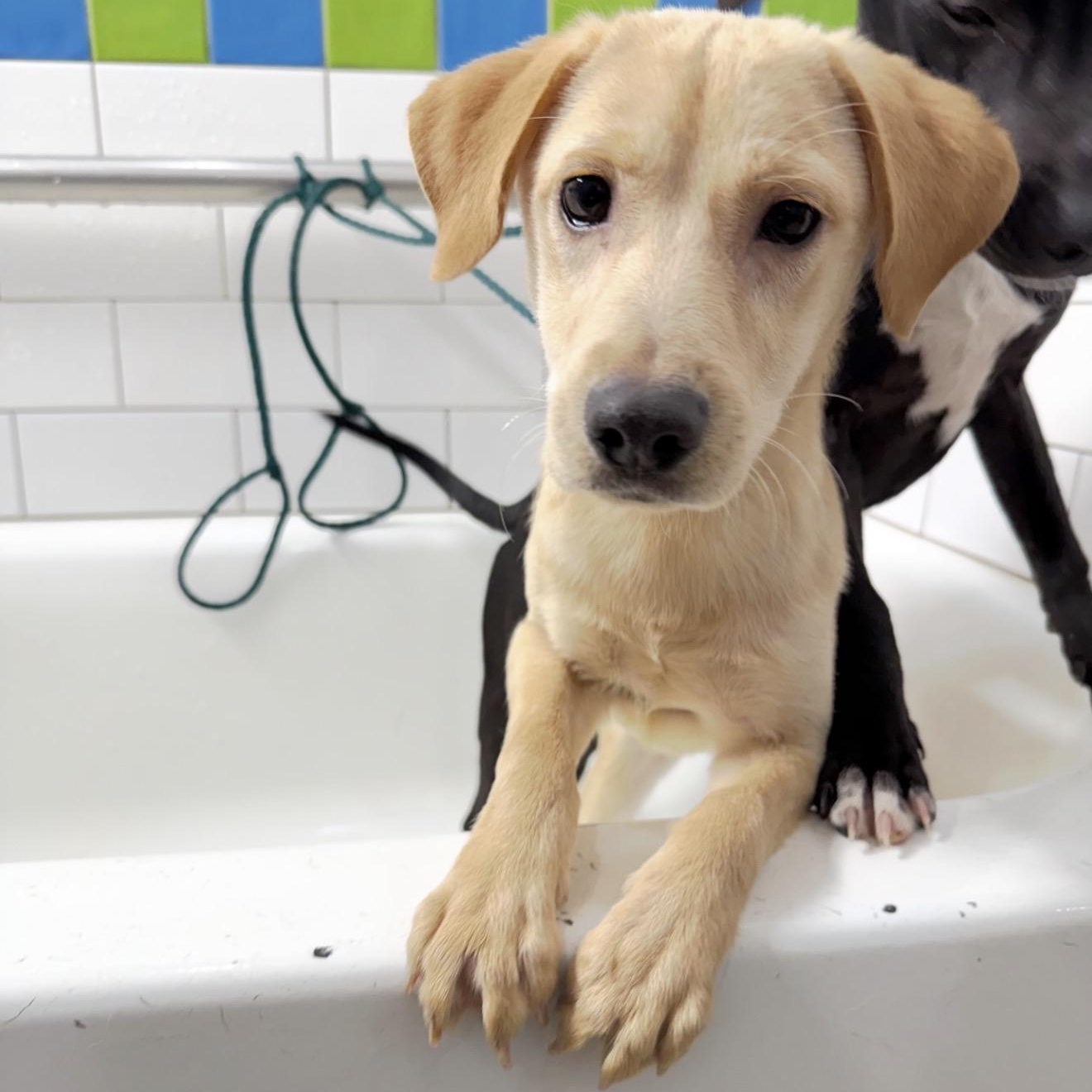 Rob, ADOPTABLE, Puppy Male Mixed Breed.