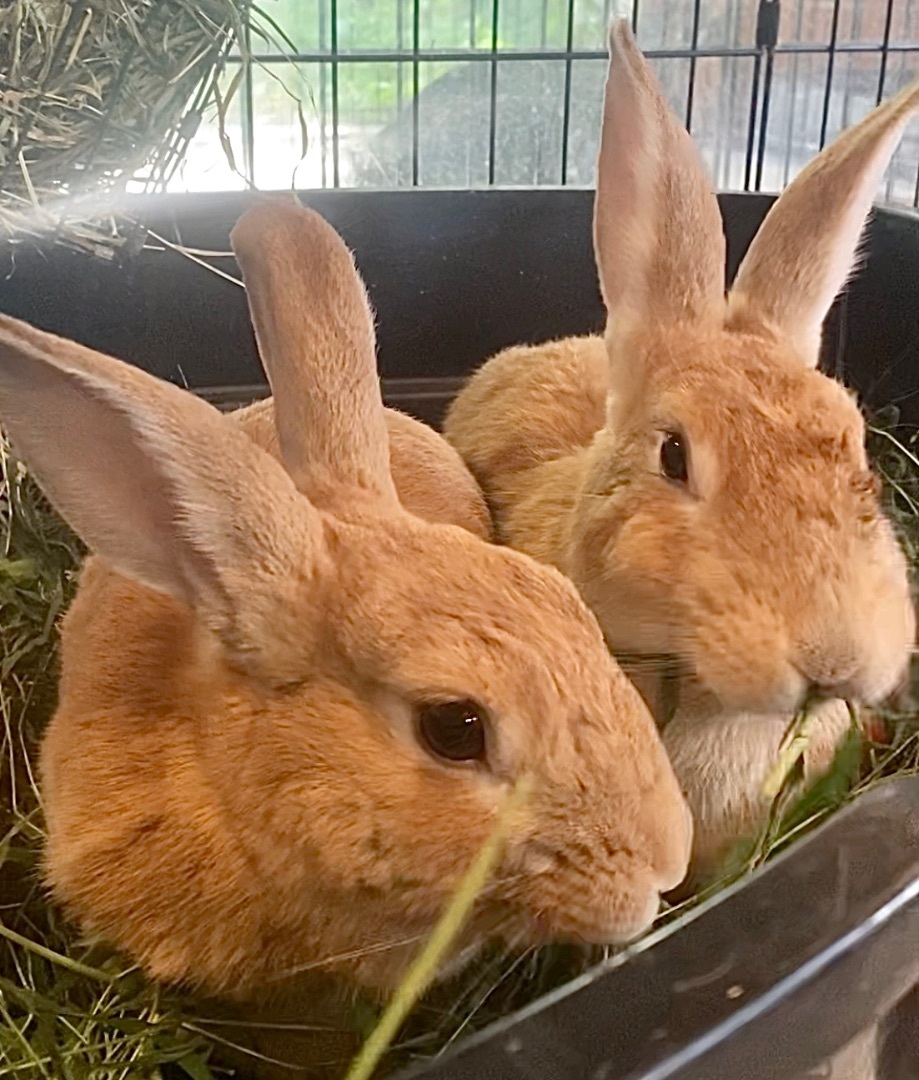 Sonny and Cher, Adoptable, Adult Male Palomino.