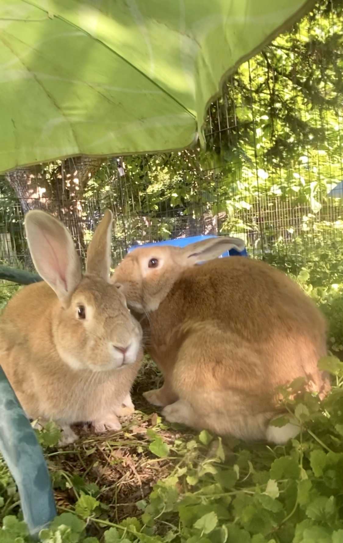 Enlarge Sonny and Cher, a Adoptable Palomino in Salisbury Mills, NY image 3/17