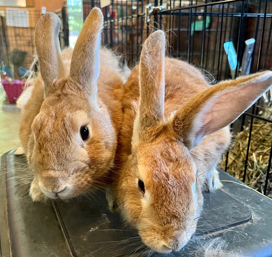 Sonny and Cher, Adoptable, Adult Male Palomino.