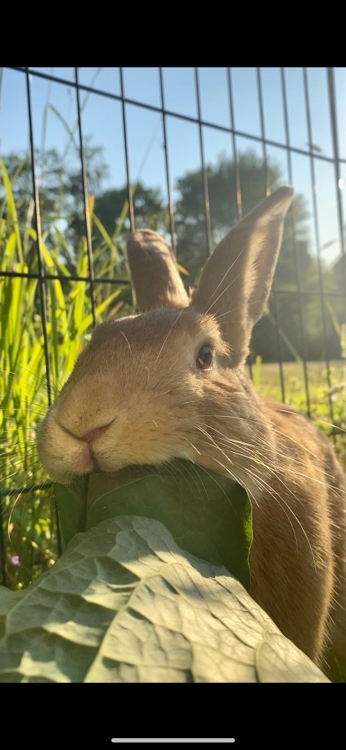 Enlarge Sonny and Cher, a Adoptable Palomino in Salisbury Mills, NY image 6/17