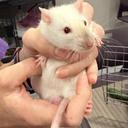 Spinach, Parsley, Cabbage, ADOPTABLE, Adult Male Rat.