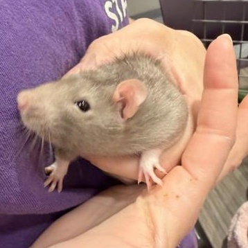 Spinach, Parsley, Cabbage, a ADOPTABLE Rat in Cooperstown, NY image 2/3