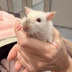Spinach, Parsley, Cabbage, a ADOPTABLE Rat in Cooperstown, NY image 3/3