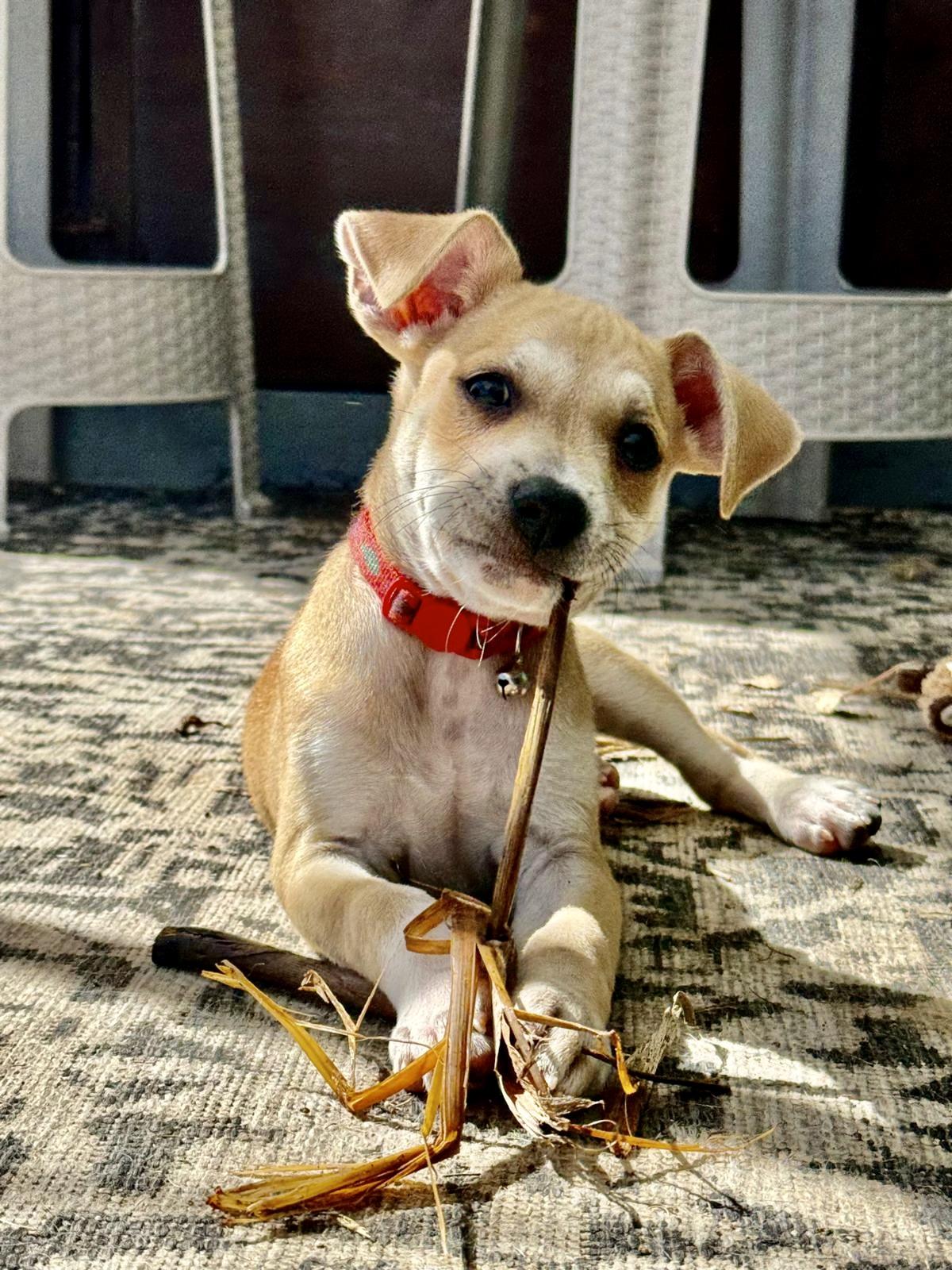 Carson, adopted, Puppy Male Labrador Retriever & Terrier.