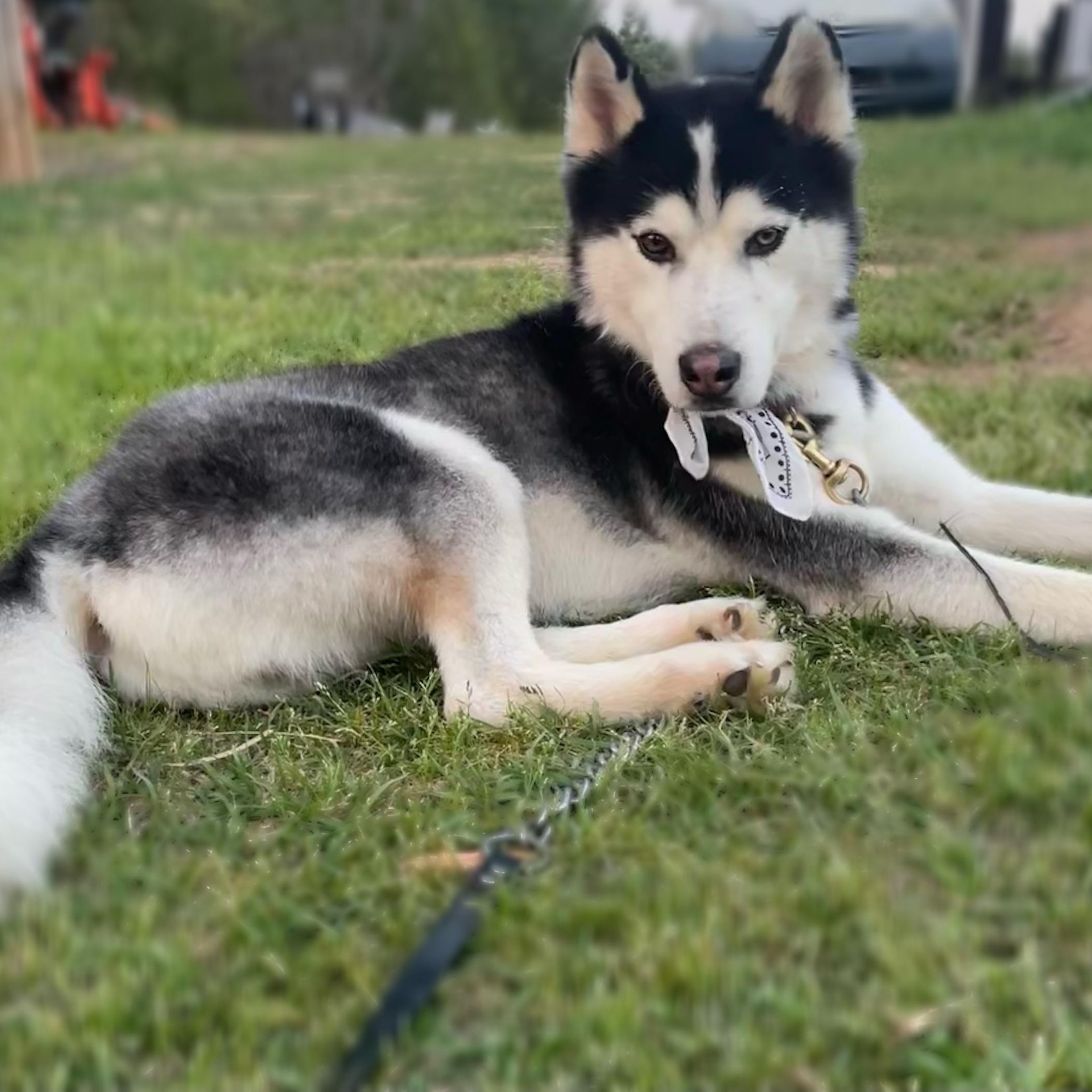 Enlarge Todd, a ADOPTABLE Siberian Husky in Anderson, SC image 2/2
