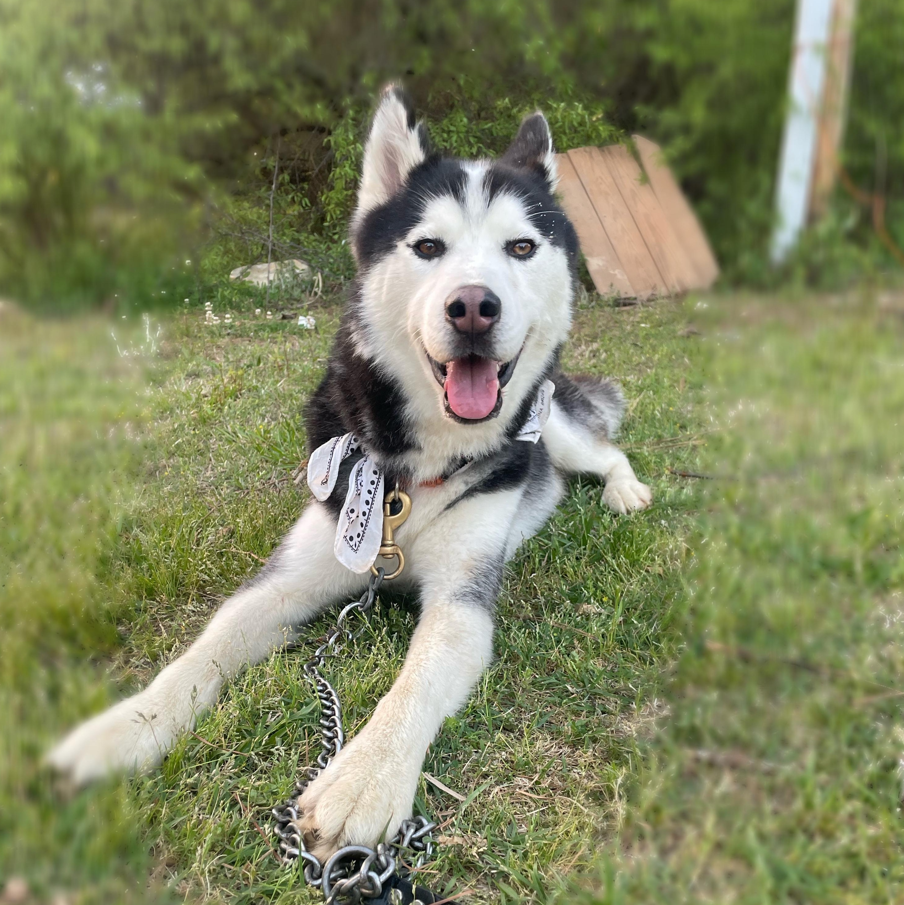 Todd, ADOPTABLE, Adult Male Siberian Husky.