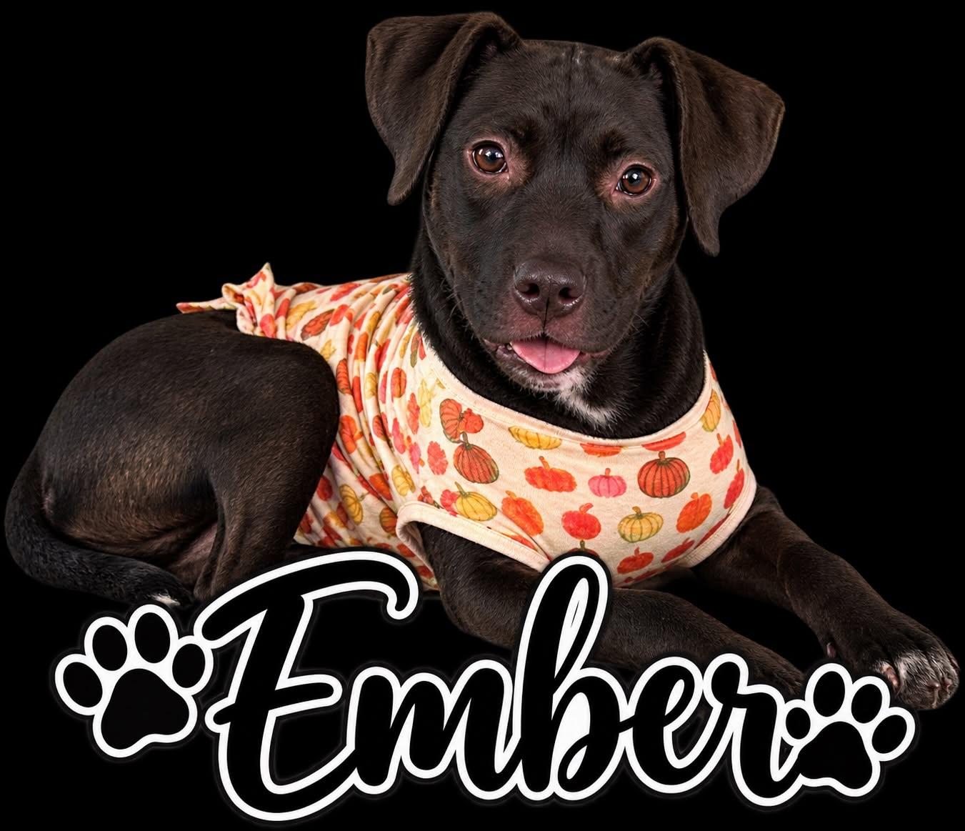 Enlarge Ember, a Adoptable mixed breed in Winter haven, FL image 3/3