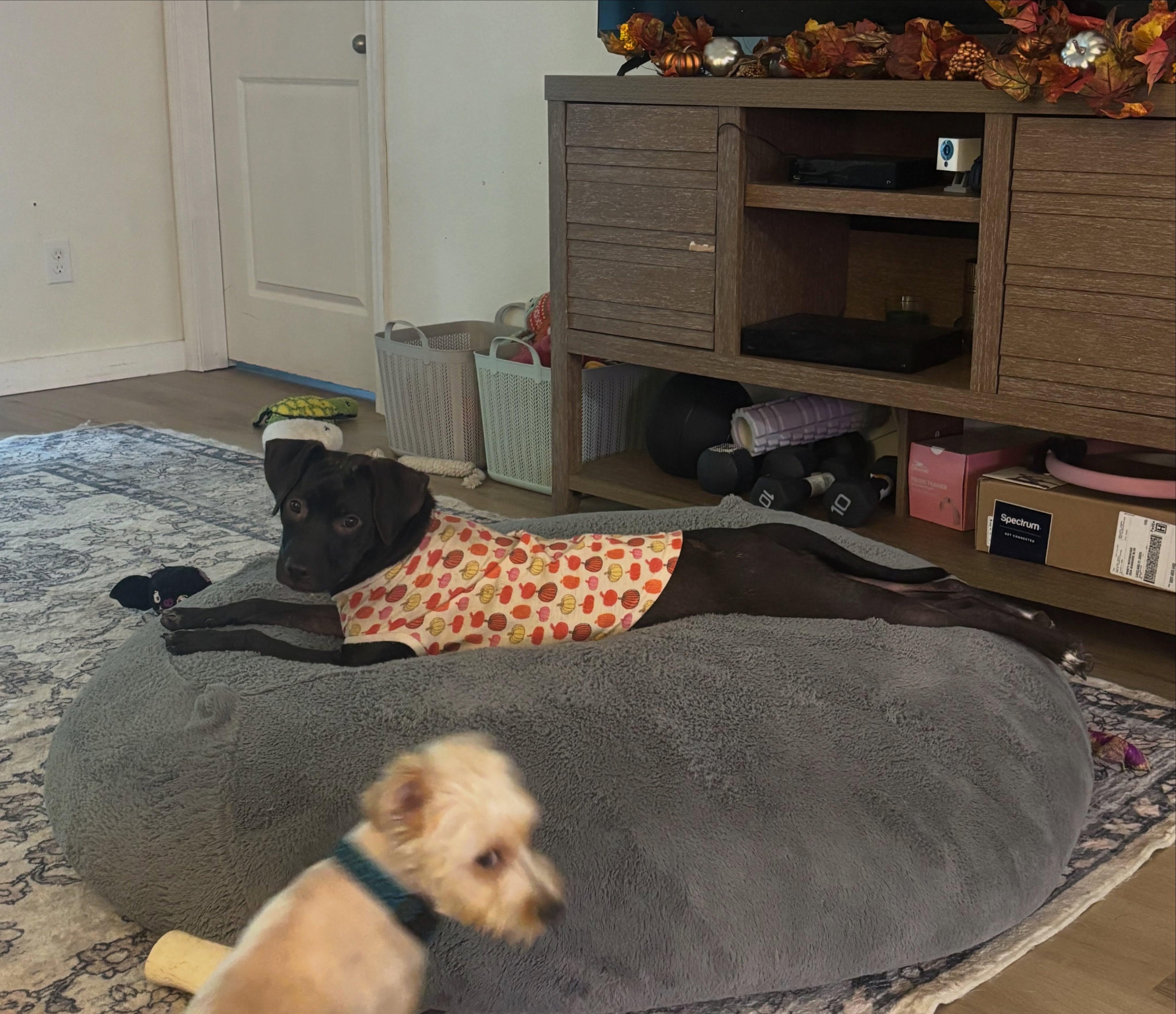Enlarge Ember, a Adoptable mixed breed in Winter haven, FL image 2/3