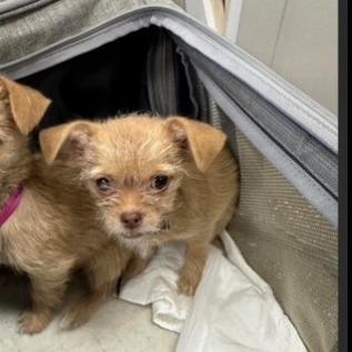 Bobbity  Available 10/23_11, Adoptable, Puppy Female Terrier.