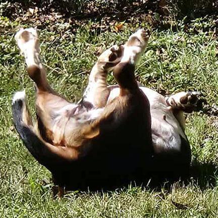 FLOPPY - ADOPTION PENDING!, Adoptable, Young Female Basset Hound.