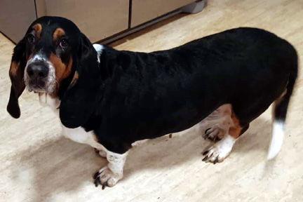 Enlarge FLOPPY - ADOPTION PENDING!, a Adoptable Basset Hound in Mays Landing, NJ image 2/3