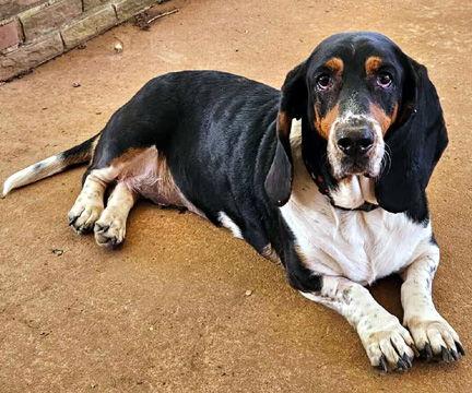 Enlarge FLOPPY - ADOPTION PENDING!, a Adoptable Basset Hound in Mays Landing, NJ image 3/3