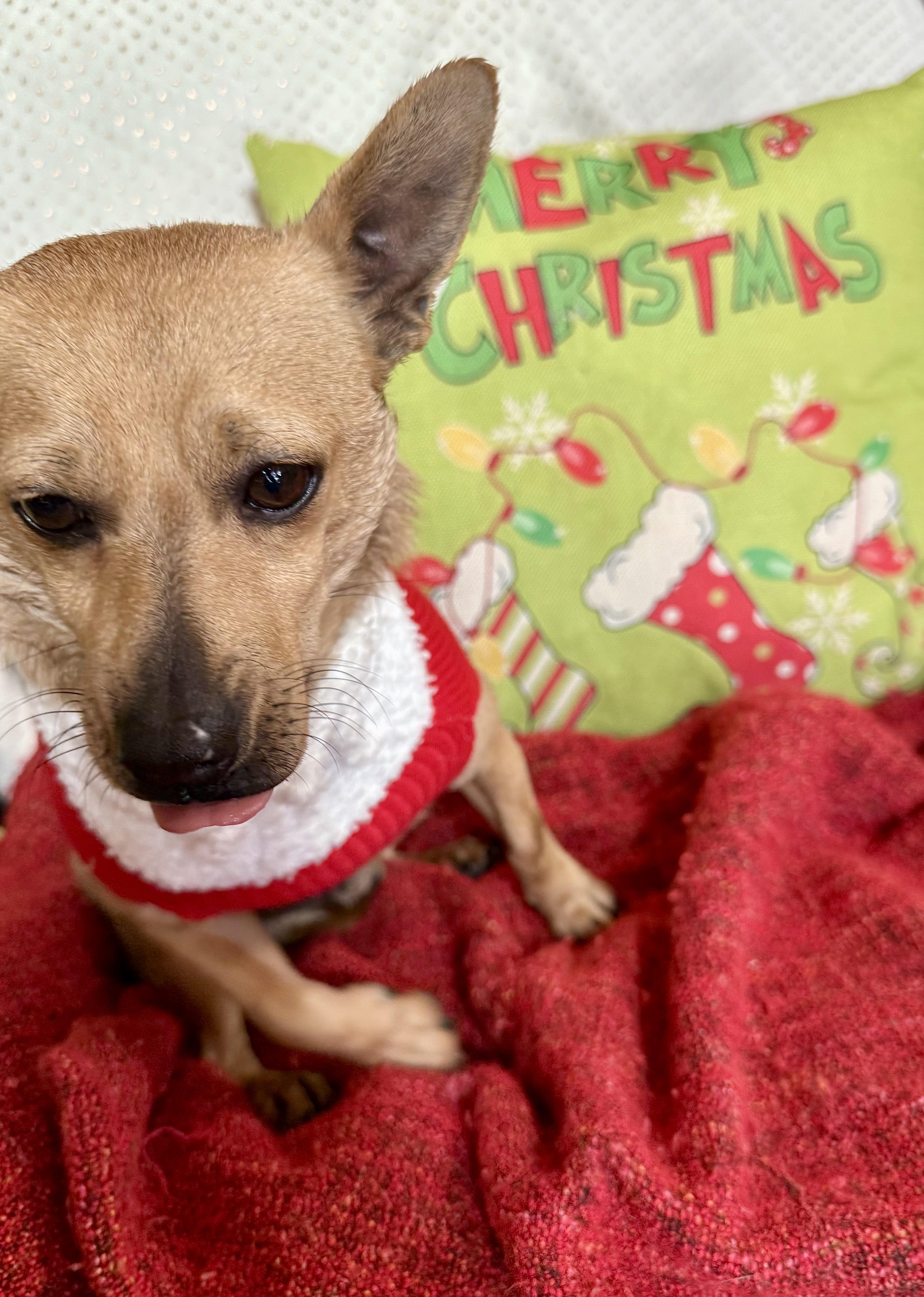 Enlarge Hulk, an adopted Chiweenie in Randleman, NC image 5/5