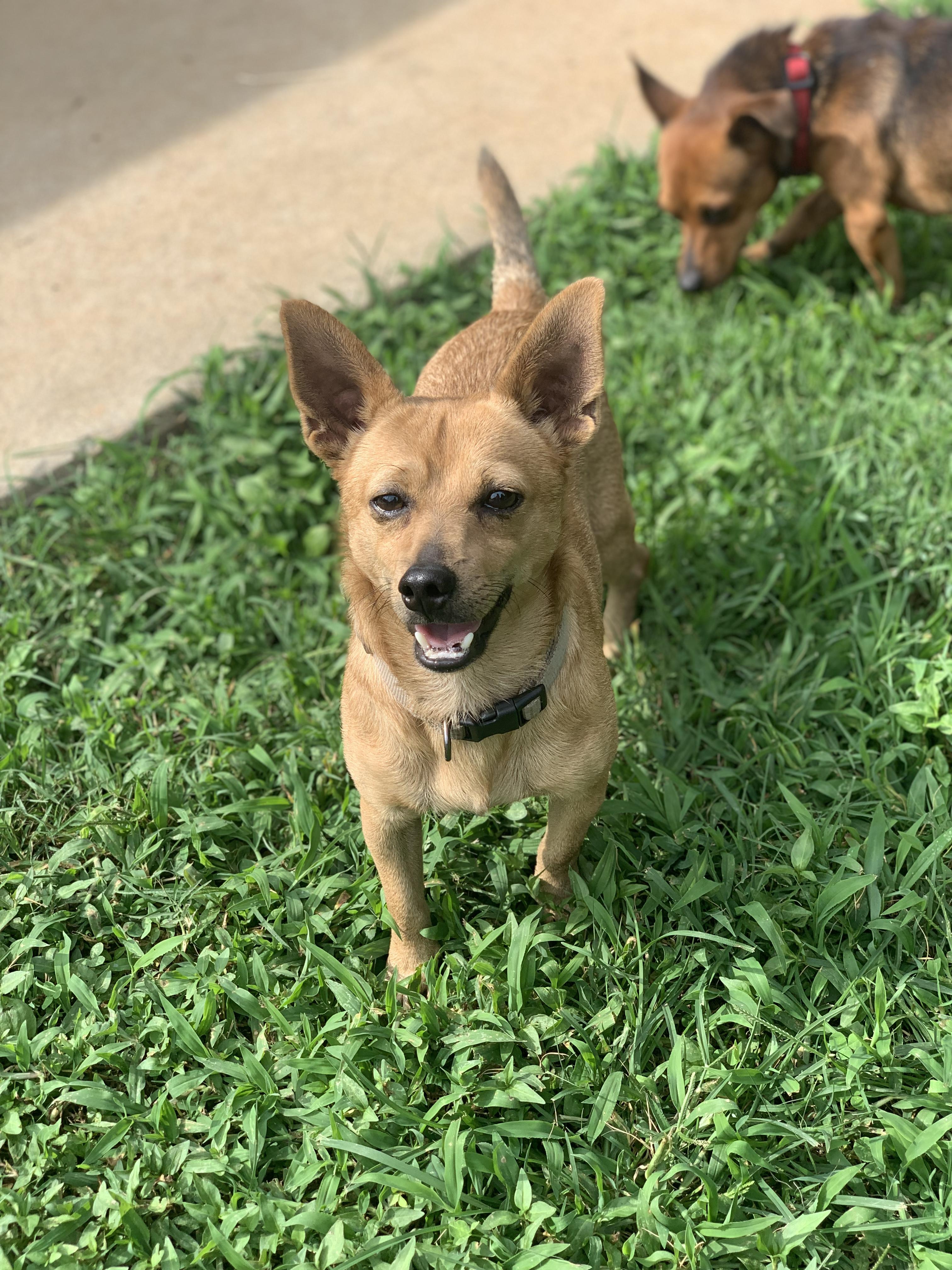 Enlarge Hulk, an adopted Chiweenie in Randleman, NC image 2/5