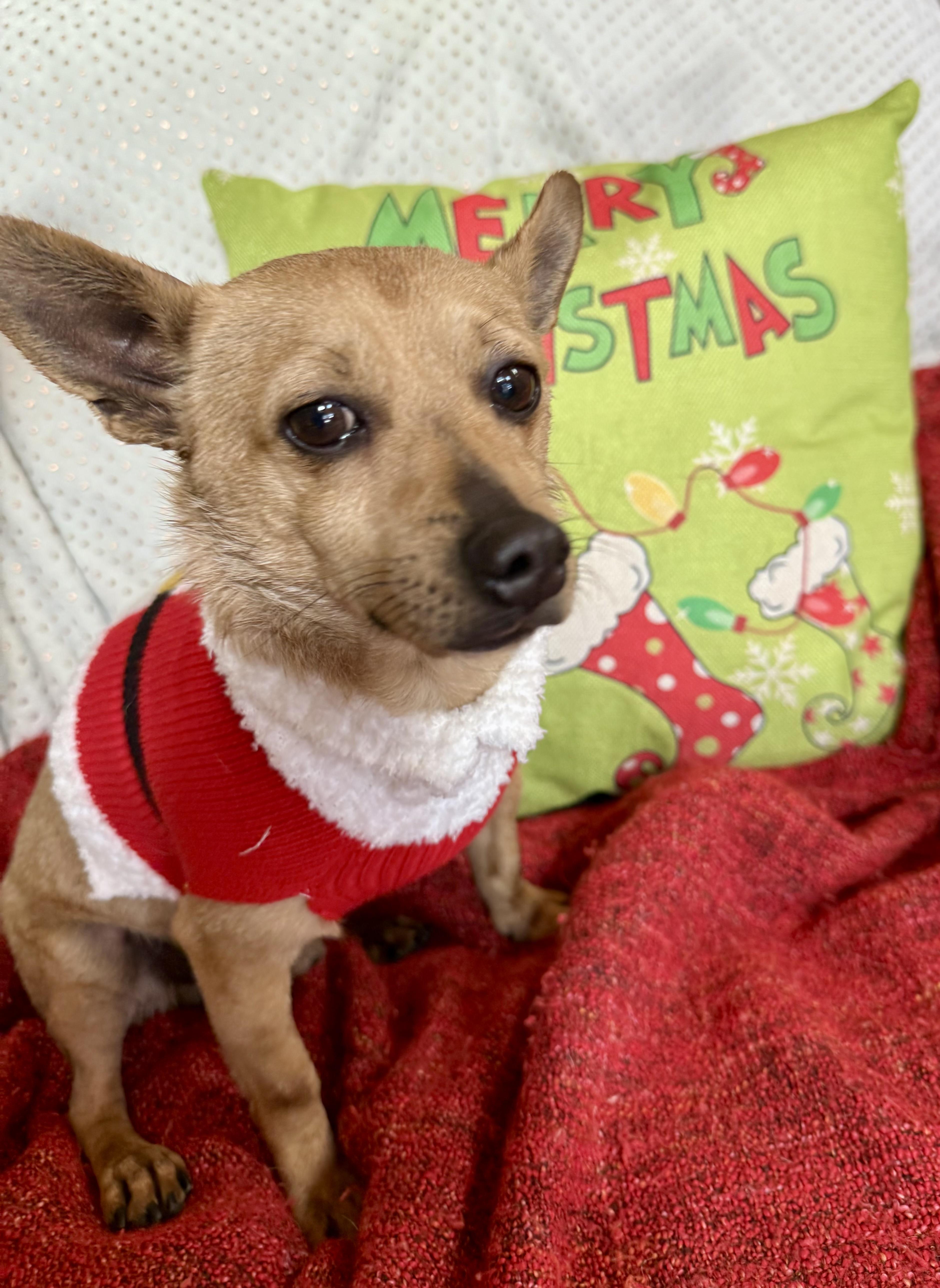Enlarge Hulk, an adopted Chiweenie in Randleman, NC image 4/5