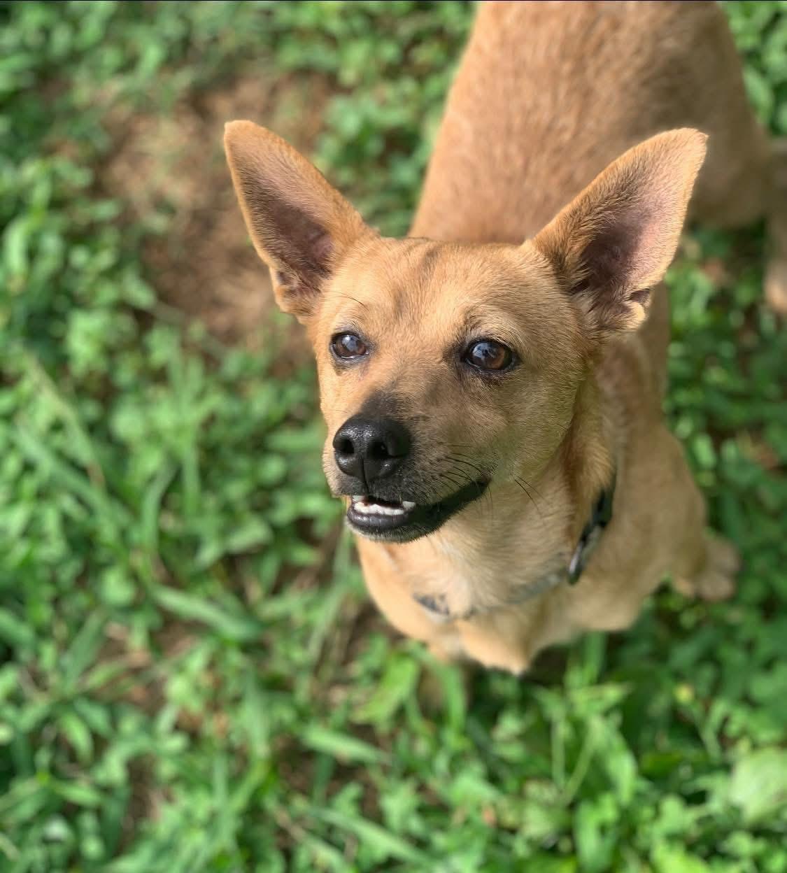 Hulk, ADOPTABLE, Adult Male Chiweenie.