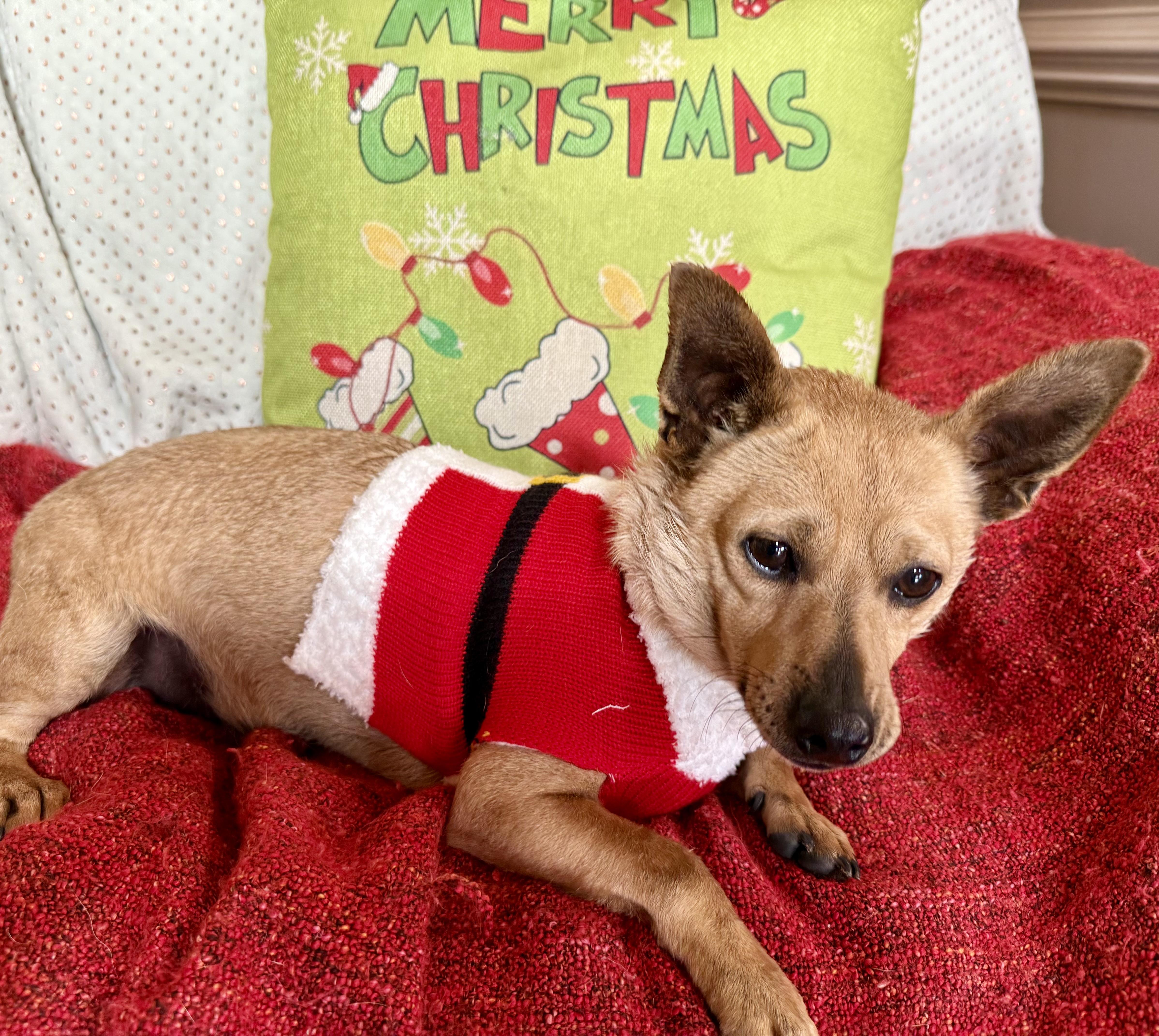 Enlarge Hulk, an adopted Chiweenie in Randleman, NC image 3/5