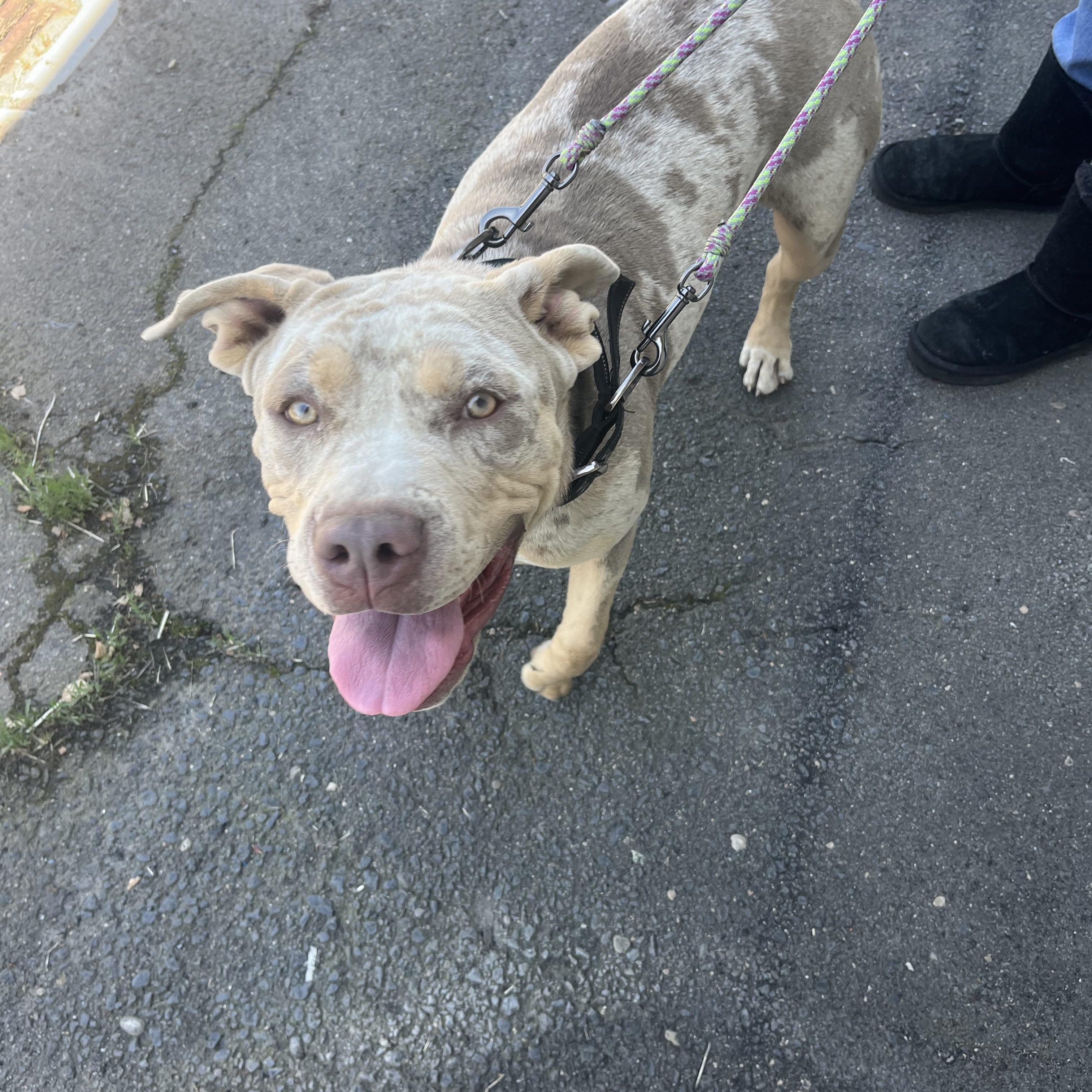 Enlarge Miss piggy, a Adoptable mixed breed in Sonora, CA image 5/5