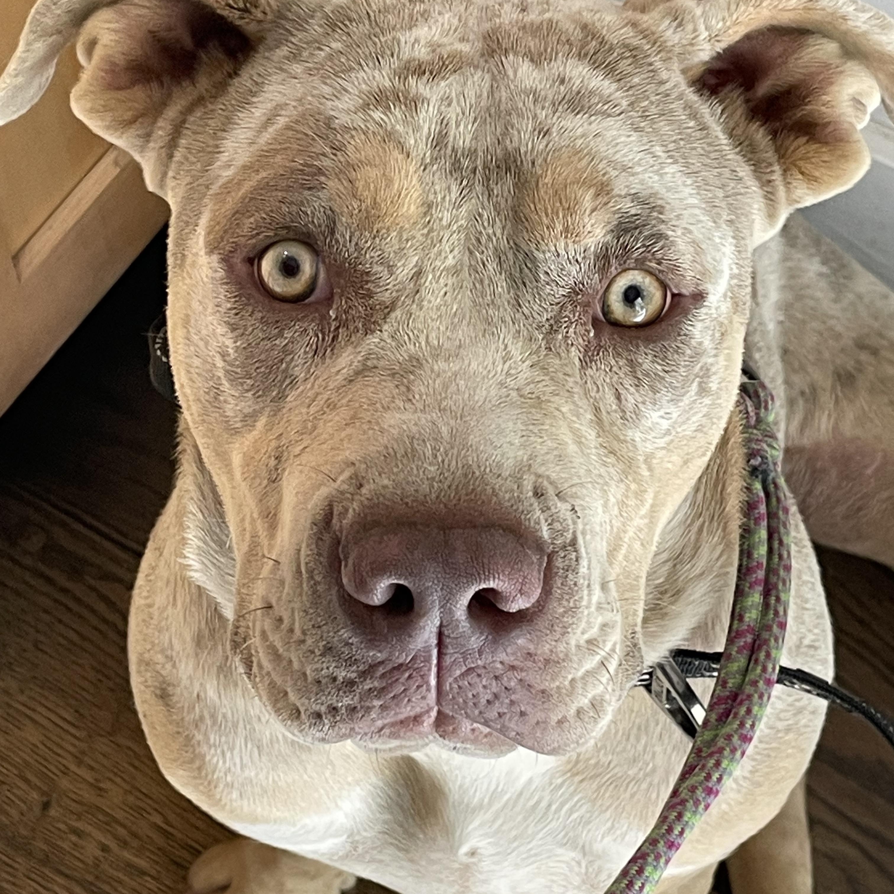 Enlarge Miss piggy, a Adoptable mixed breed in Sonora, CA image 3/5