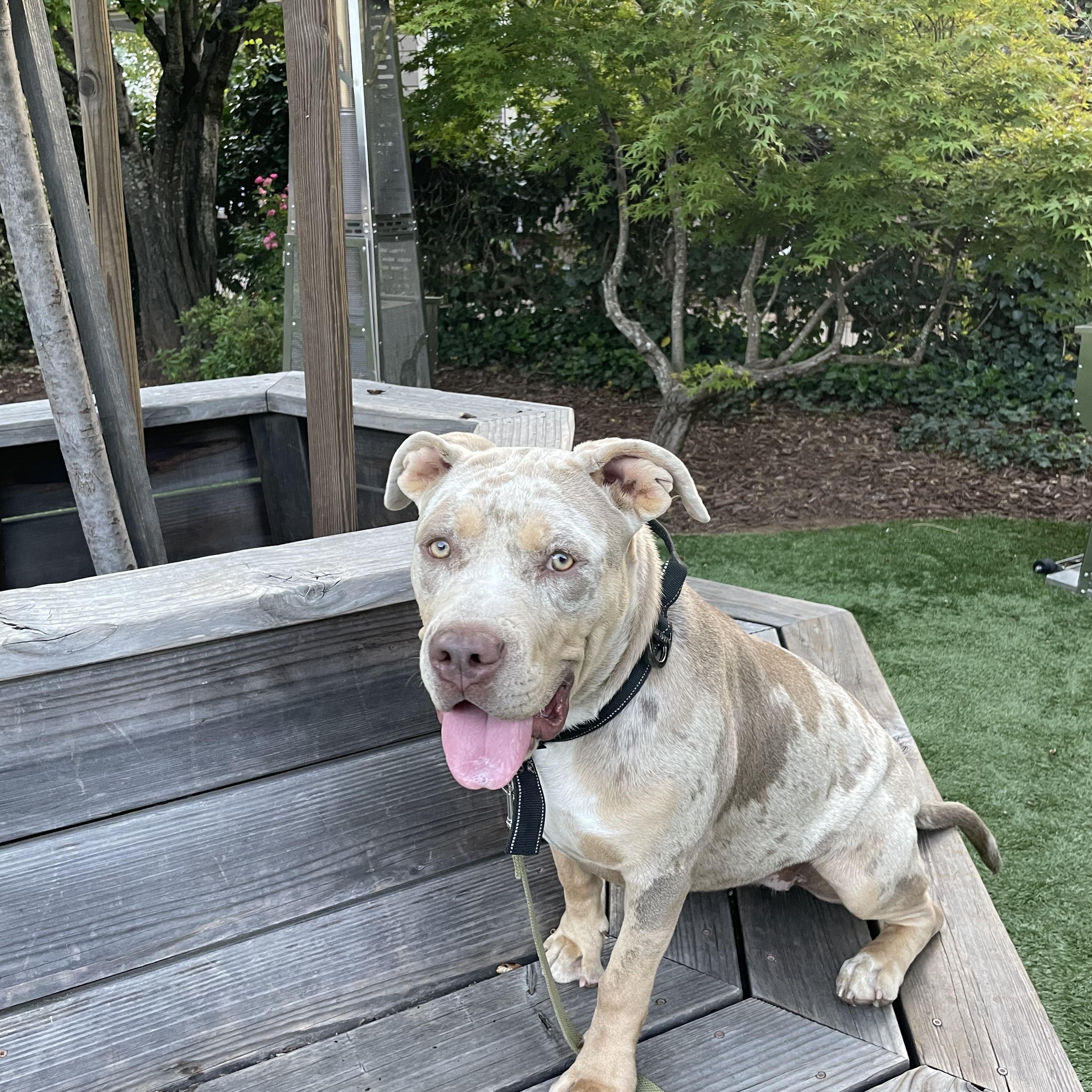 Miss piggy, Adoptable, Puppy Female American Bully.
