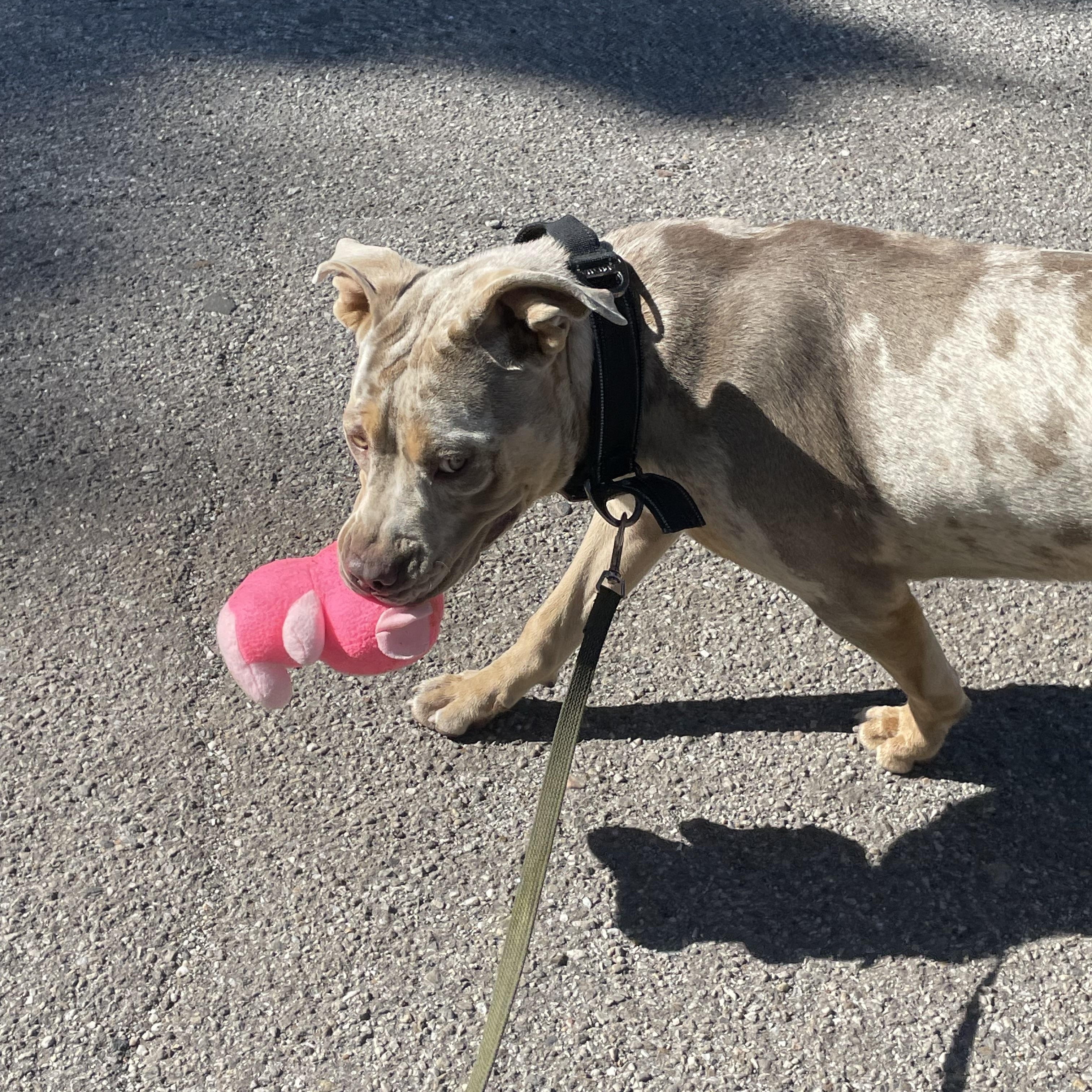 Enlarge Miss piggy, a Adoptable mixed breed in Sonora, CA image 4/5