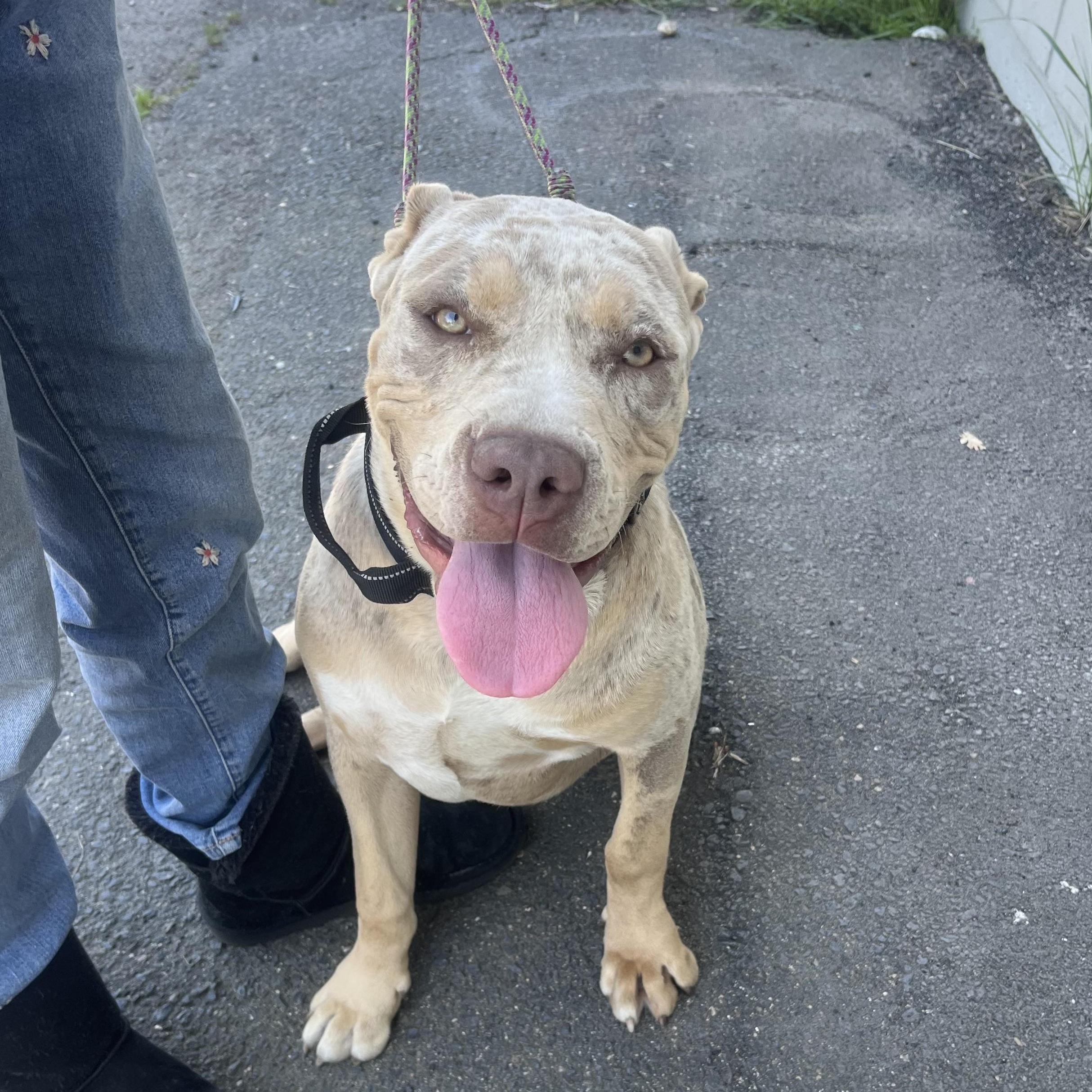 Enlarge Miss piggy, a Adoptable mixed breed in Sonora, CA image 2/5