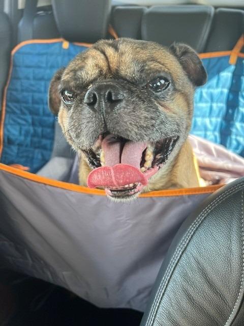 Pugberto, Adoptable, Adult Male Pug.