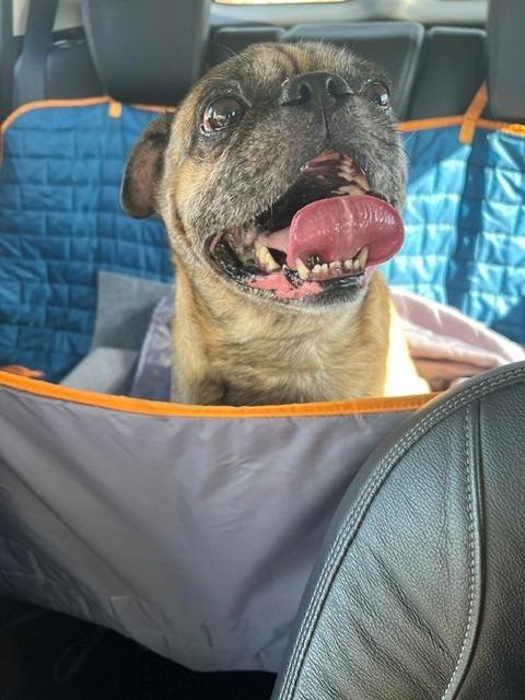 Enlarge Pugberto, a Adoptable Pug in Gardena, CA image 2/6