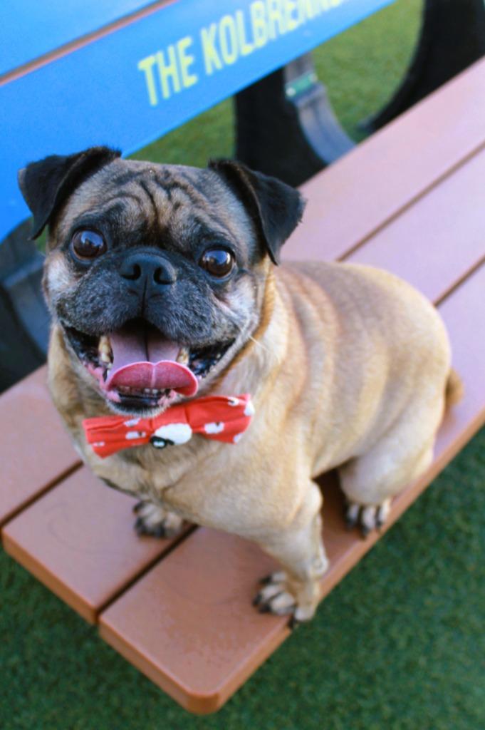 Enlarge Pugberto, a Adoptable Pug in Gardena, CA image 3/6