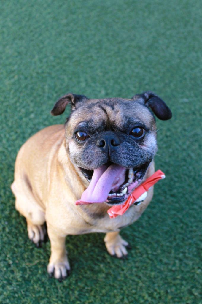 Enlarge Pugberto, a Adoptable Pug in Gardena, CA image 4/6