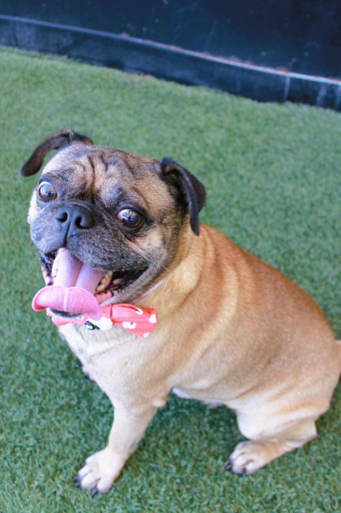 Enlarge Pugberto, a Adoptable Pug in Gardena, CA image 5/6