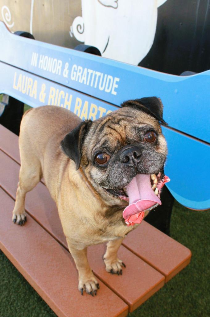 Enlarge Pugberto, a Adoptable Pug in Gardena, CA image 6/6
