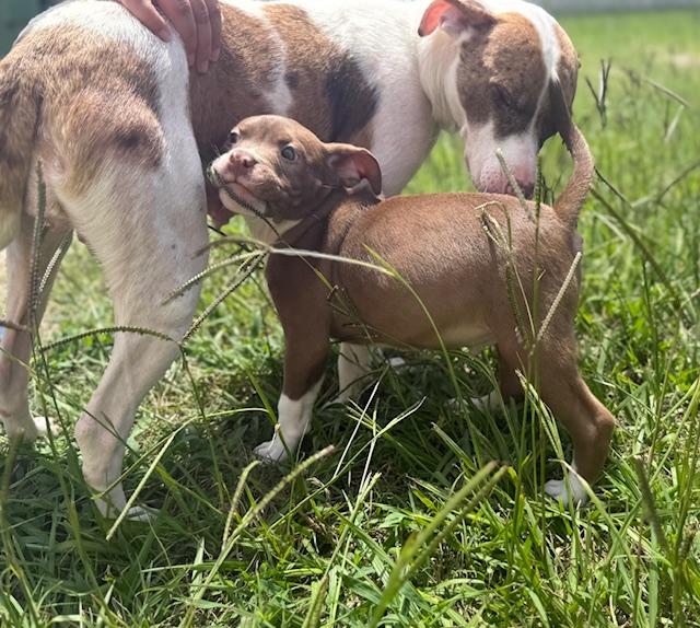 Mama Suzie & Puppy Bruce (Bonded Pair needs a HERO!) photo 5