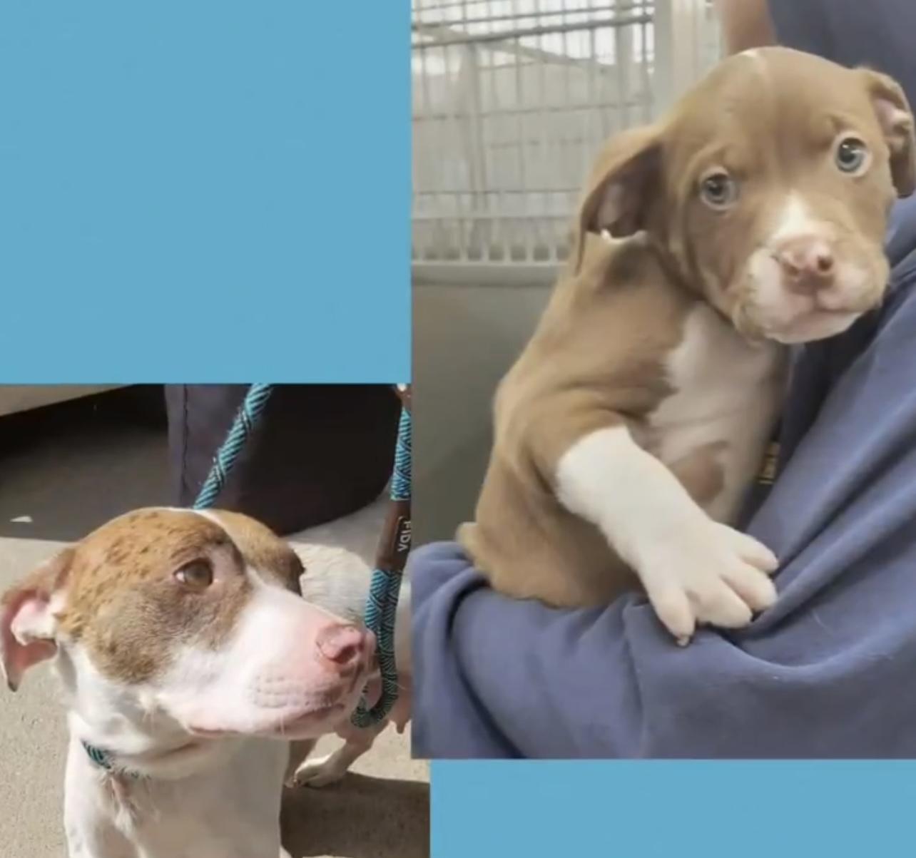 Mama Suzie & Puppy Bruce (Bonded Pair needs a HERO!) photo 2