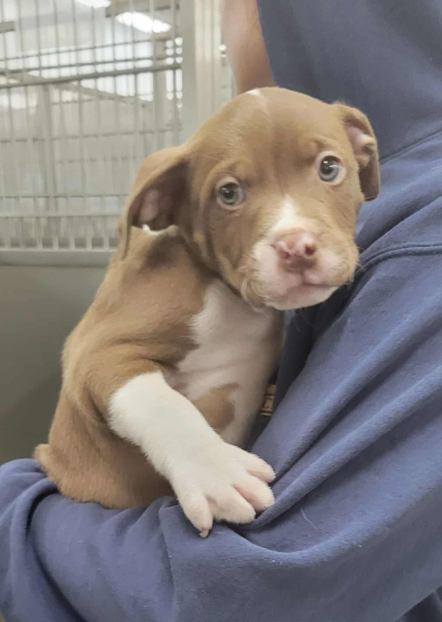 Mama Suzie & Puppy Bruce (Bonded Pair needs a HERO!) photo 4