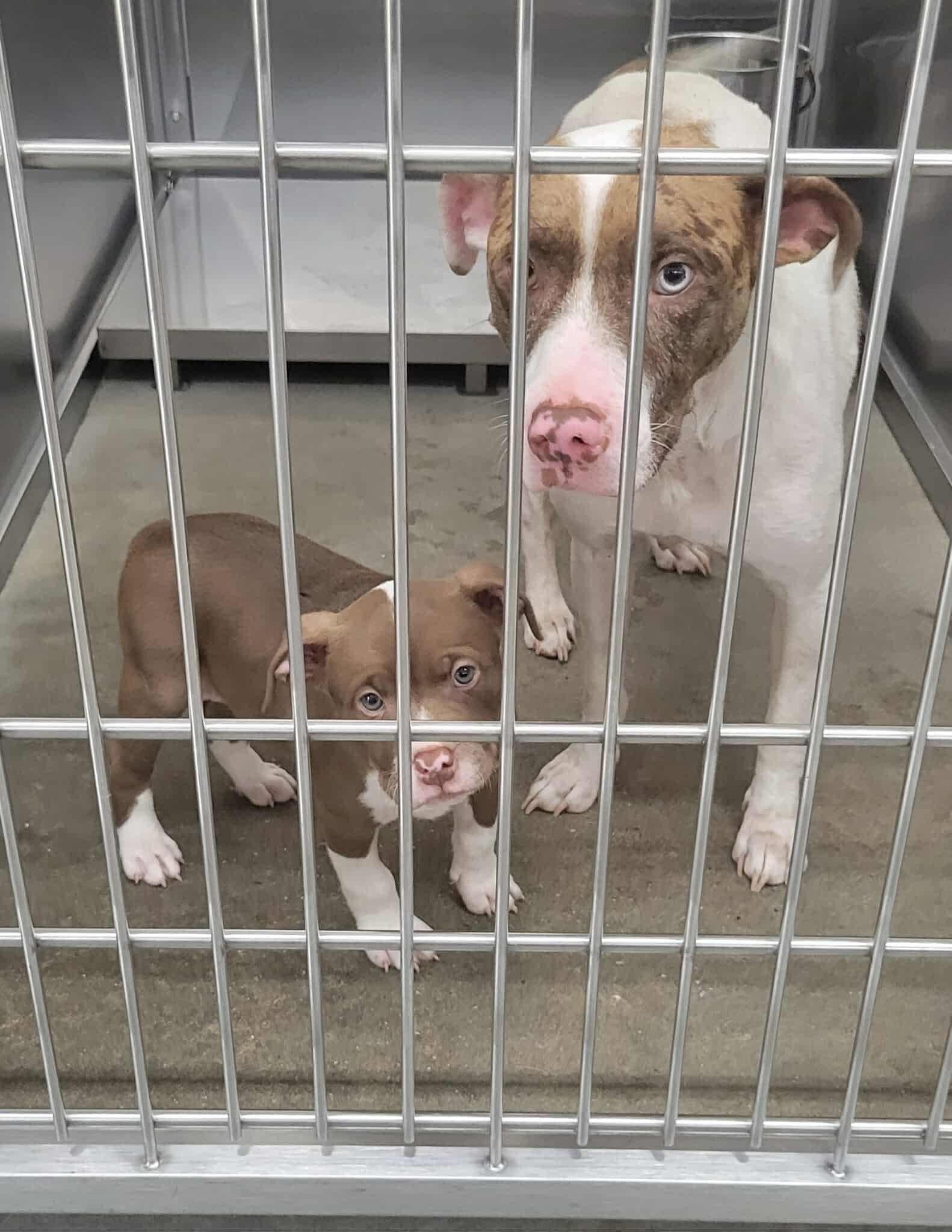 Mama Suzie & Puppy Bruce (Bonded Pair needs a HERO!), Adult Female Mixed Breed