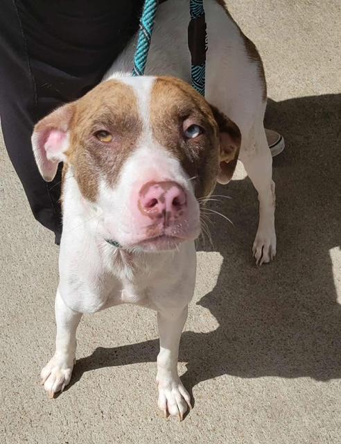 Mama Suzie & Puppy Bruce (Bonded Pair needs a HERO!) photo 3